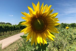 Eine echte Breisgauer Sonnenblume im Sommer 2020. Foto: Goede
